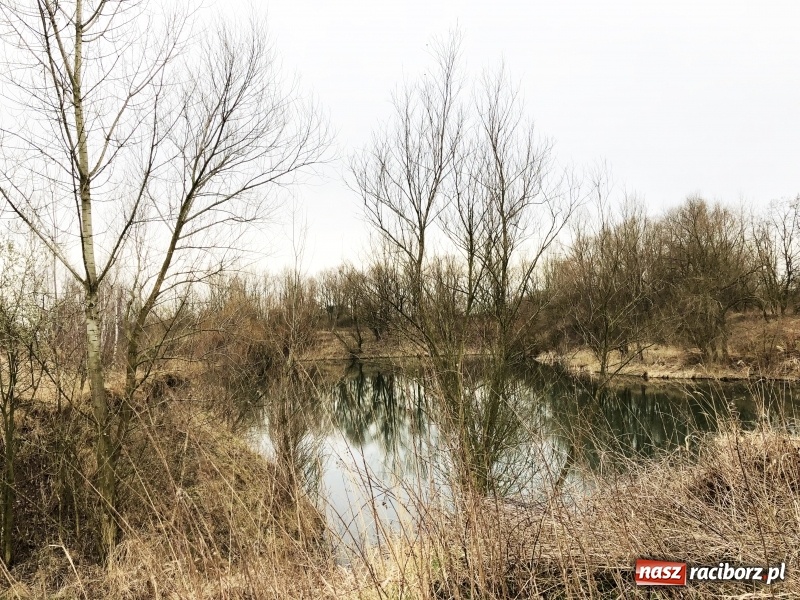 Zdjęcie w galerii na portalu naszraciborz.pl: Miało być Acapulco, a będzie park? Prezydent ma pomysł na zagospodarowanie pożwirowisk na Ostrogu wiadomości z regionu