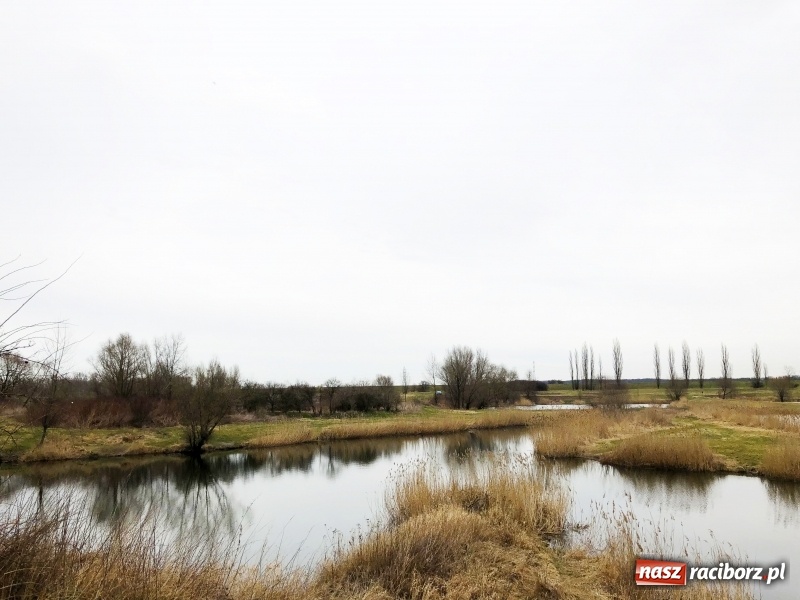 Zdjęcie w galerii na portalu naszraciborz.pl: Miało być Acapulco, a będzie park? Prezydent ma pomysł na zagospodarowanie pożwirowisk na Ostrogu wiadomości z regionu