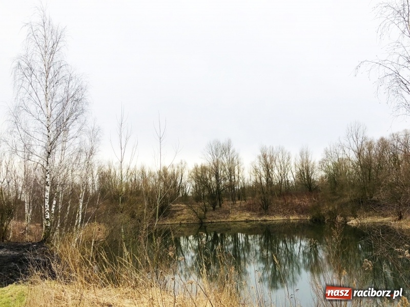 Zdjęcie w galerii na portalu naszraciborz.pl: Miało być Acapulco, a będzie park? Prezydent ma pomysł na zagospodarowanie pożwirowisk na Ostrogu wiadomości z regionu