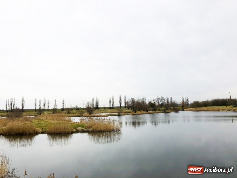 Zdjęcie w galerii na portalu naszraciborz.pl: Miało być Acapulco, a będzie park? Prezydent ma pomysł na zagospodarowanie pożwirowisk na Ostrogu wiadomości z regionu