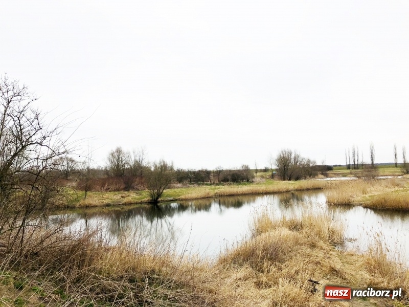 Zdjęcie w galerii na portalu naszraciborz.pl: Miało być Acapulco, a będzie park? Prezydent ma pomysł na zagospodarowanie pożwirowisk na Ostrogu wiadomości z regionu