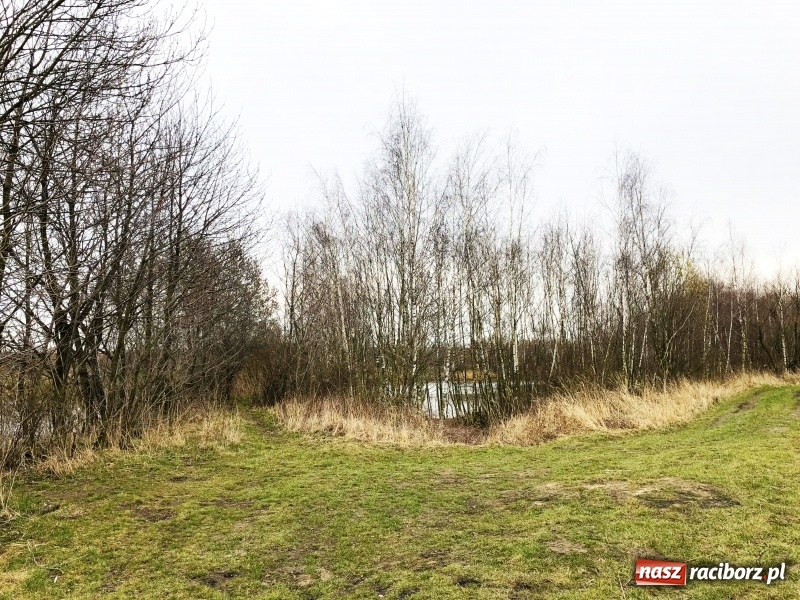 Zdjęcie w galerii na portalu naszraciborz.pl: Miało być Acapulco, a będzie park? Prezydent ma pomysł na zagospodarowanie pożwirowisk na Ostrogu wiadomości z regionu