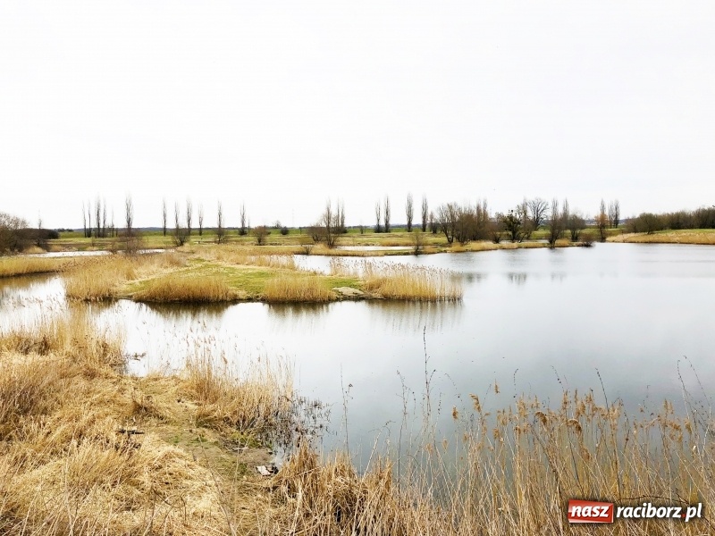 Zdjęcie w galerii na portalu naszraciborz.pl: Miało być Acapulco, a będzie park? Prezydent ma pomysł na zagospodarowanie pożwirowisk na Ostrogu wiadomości z regionu