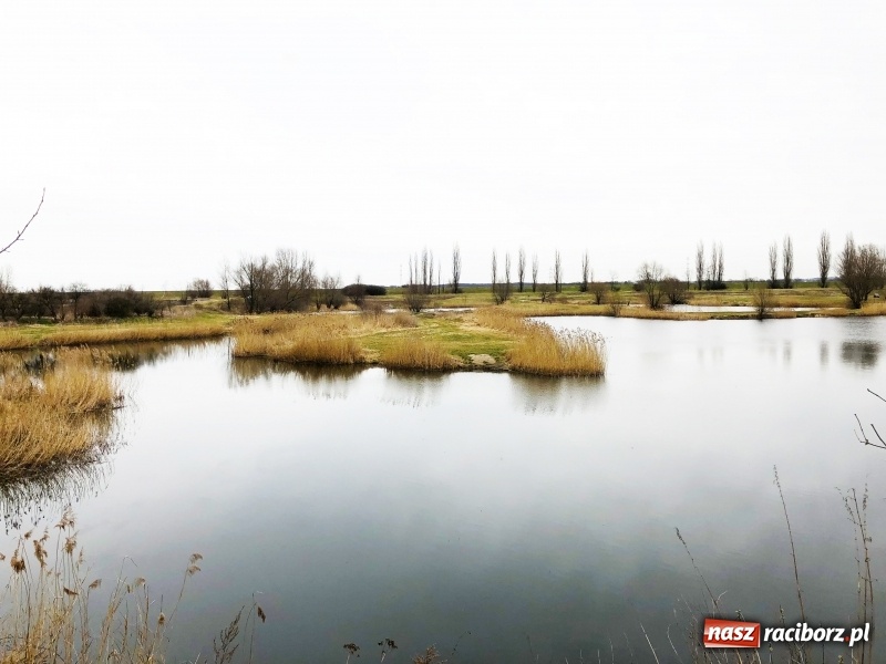 Zdjęcie w galerii na portalu naszraciborz.pl: Miało być Acapulco, a będzie park? Prezydent ma pomysł na zagospodarowanie pożwirowisk na Ostrogu wiadomości z regionu