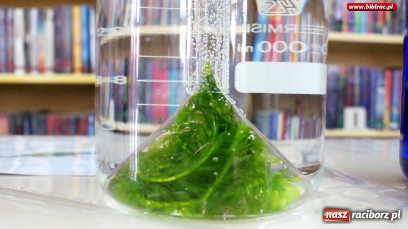 Zdjęcie w galerii na portalu naszraciborz.pl: Światowy Dzień Wody z Wodociągami w raciborskiej bibliotece wiadomości z regionu