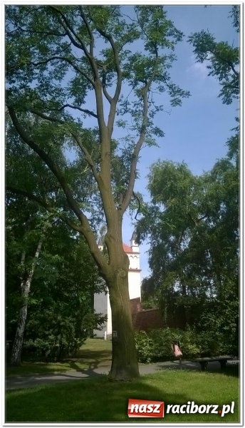 Zdjęcie w galerii na portalu naszraciborz.pl: Magistrat zleci wycięcie sześciu drzew w centrum miasta wiadomości z regionu