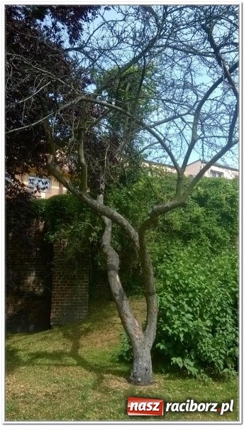 Zdjęcie w galerii na portalu naszraciborz.pl: Magistrat zleci wycięcie sześciu drzew w centrum miasta wiadomości z regionu