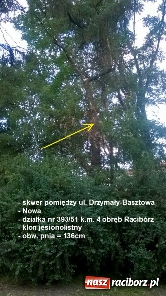 Zdjęcie w galerii na portalu naszraciborz.pl: Magistrat zleci wycięcie sześciu drzew w centrum miasta wiadomości z regionu