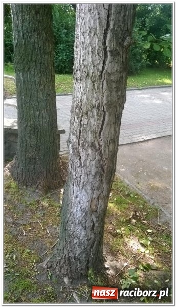 Zdjęcie w galerii na portalu naszraciborz.pl: Magistrat zleci wycięcie sześciu drzew w centrum miasta wiadomości z regionu