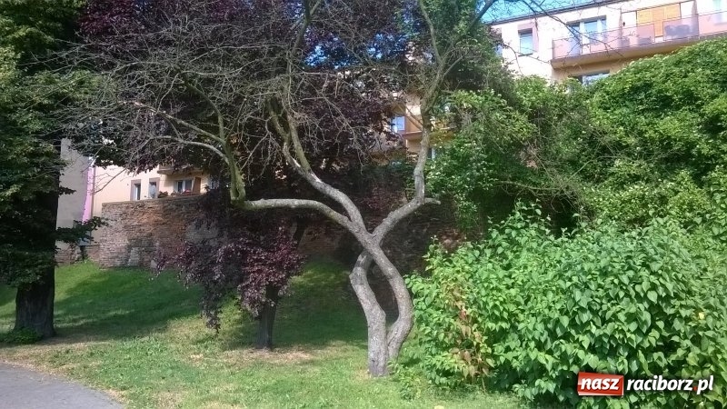 Zdjęcie w galerii na portalu naszraciborz.pl: Magistrat zleci wycięcie sześciu drzew w centrum miasta wiadomości z regionu