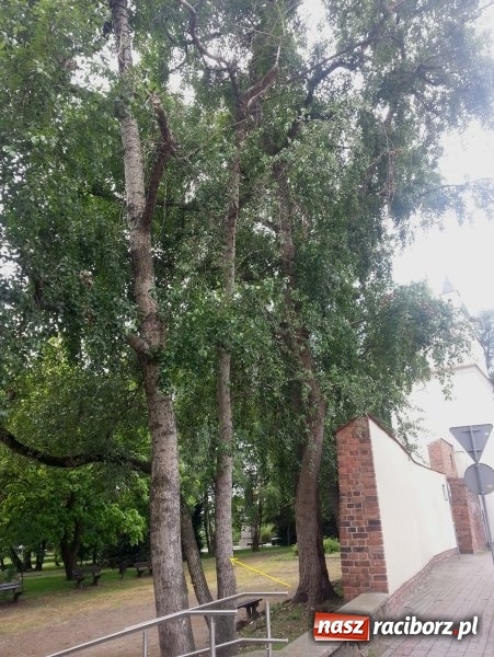 Zdjęcie w galerii na portalu naszraciborz.pl: Magistrat zleci wycięcie sześciu drzew w centrum miasta wiadomości z regionu