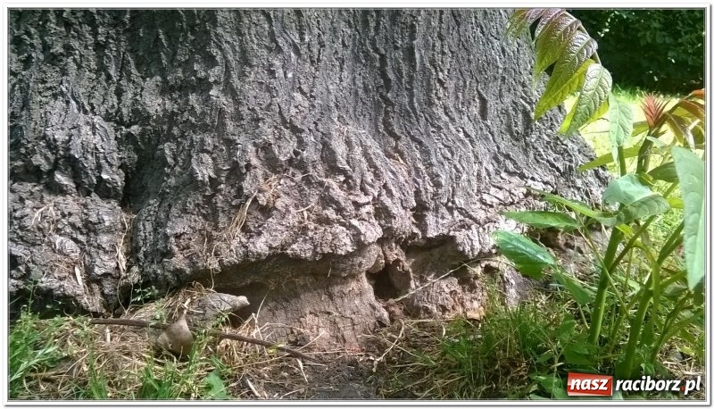 Zdjęcie w galerii na portalu naszraciborz.pl: Magistrat zleci wycięcie sześciu drzew w centrum miasta wiadomości z regionu