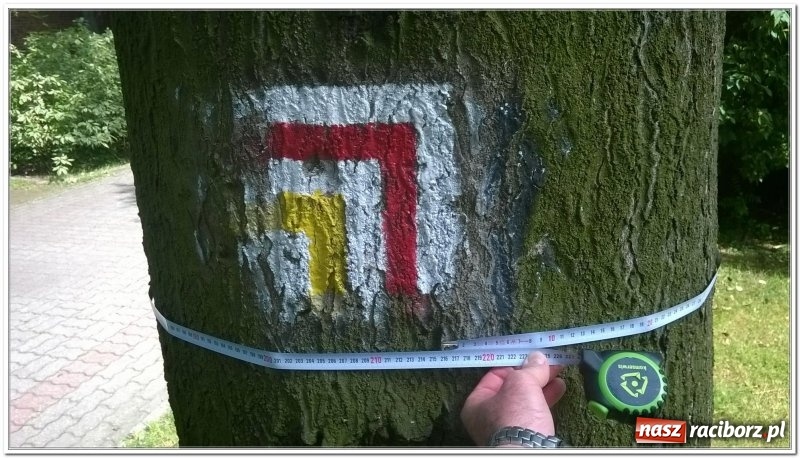 Zdjęcie w galerii na portalu naszraciborz.pl: Magistrat zleci wycięcie sześciu drzew w centrum miasta wiadomości z regionu