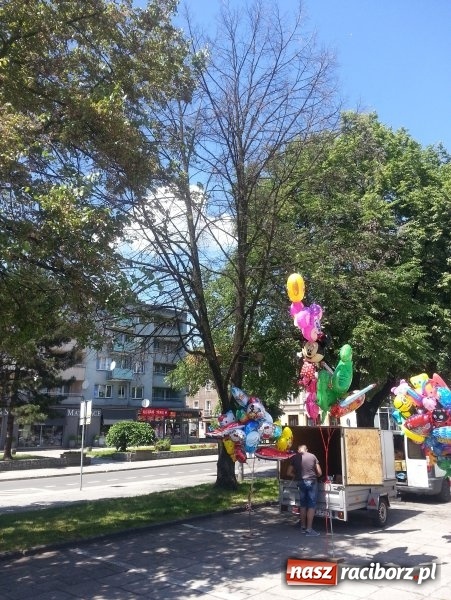 Zdjęcie w galerii na portalu naszraciborz.pl: Magistrat zleci wycięcie sześciu drzew w centrum miasta wiadomości z regionu