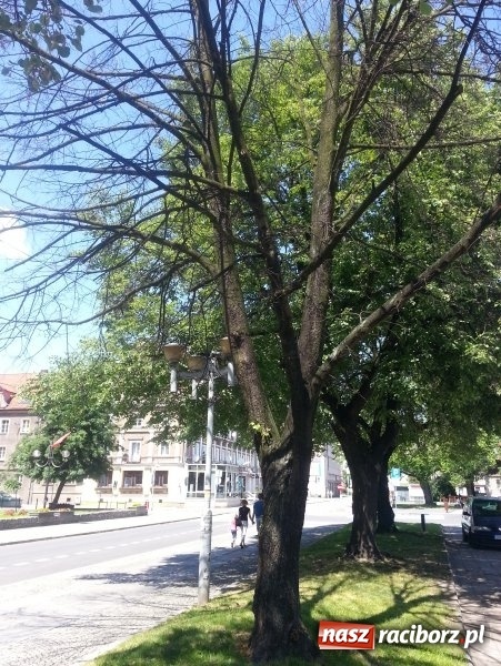 Zdjęcie w galerii na portalu naszraciborz.pl: Magistrat zleci wycięcie sześciu drzew w centrum miasta wiadomości z regionu