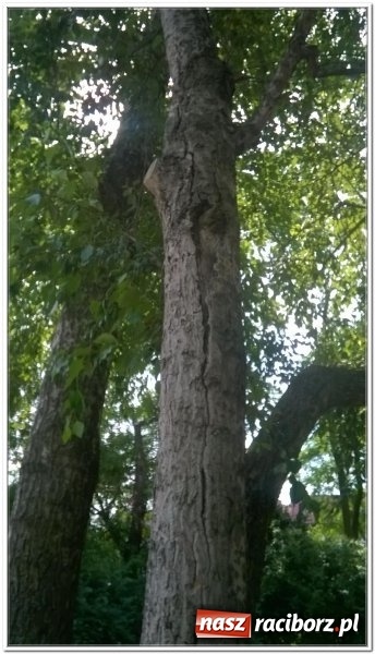 Zdjęcie w galerii na portalu naszraciborz.pl: Magistrat zleci wycięcie sześciu drzew w centrum miasta wiadomości z regionu