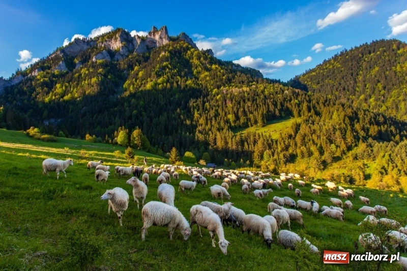 Zdjęcie w galerii na portalu naszraciborz.pl: Wystartowały zapisy na obozy ART CAMP PIENINY i TREKKING W SZWAJCARII wiadomości z regionu