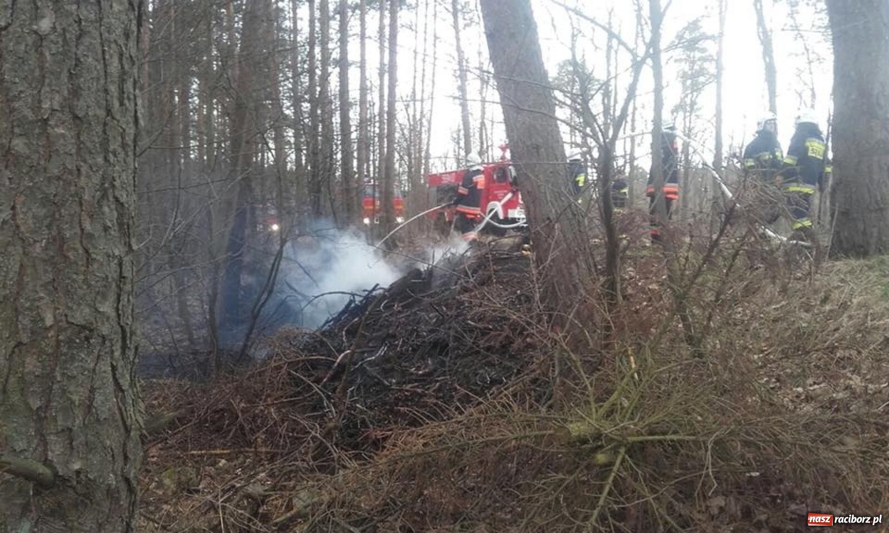 Zdjęcie w galerii na portalu naszraciborz.pl: Pożar lasu w Rudach. Do akcji zadysponowano samolot gaśniczy wiadomości z regionu