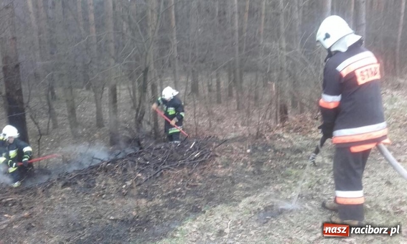 Zdjęcie w galerii na portalu naszraciborz.pl: Pożar lasu w Rudach. Do akcji zadysponowano samolot gaśniczy wiadomości z regionu