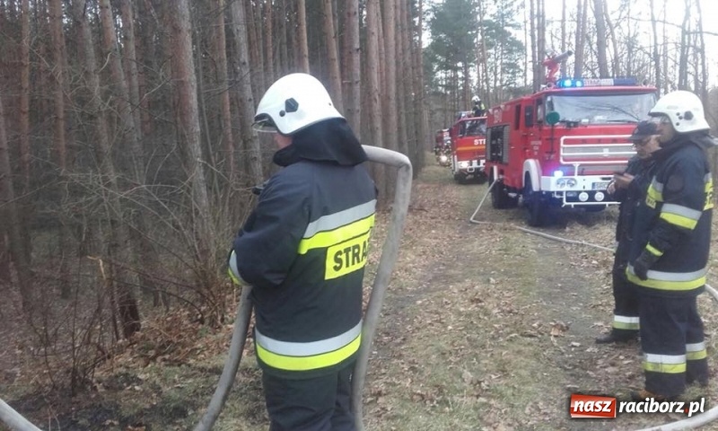 Zdjęcie w galerii na portalu naszraciborz.pl: Pożar lasu w Rudach. Do akcji zadysponowano samolot gaśniczy wiadomości z regionu