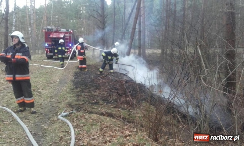 Zdjęcie w galerii na portalu naszraciborz.pl: Pożar lasu w Rudach. Do akcji zadysponowano samolot gaśniczy wiadomości z regionu