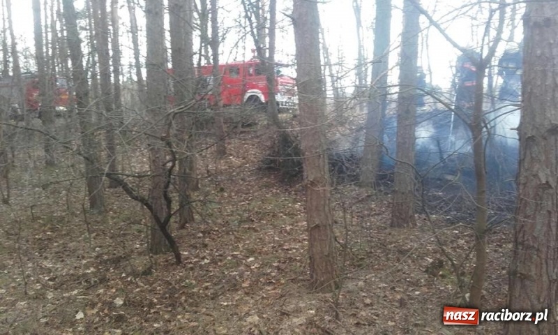 Zdjęcie w galerii na portalu naszraciborz.pl: Pożar lasu w Rudach. Do akcji zadysponowano samolot gaśniczy wiadomości z regionu