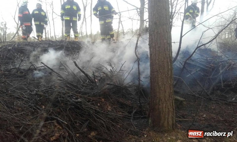 Zdjęcie w galerii na portalu naszraciborz.pl: Pożar lasu w Rudach. Do akcji zadysponowano samolot gaśniczy wiadomości z regionu