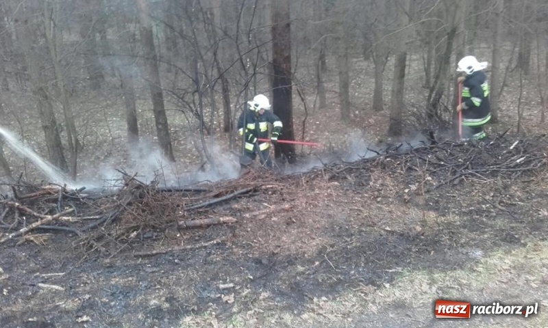 Zdjęcie w galerii na portalu naszraciborz.pl: Pożar lasu w Rudach. Do akcji zadysponowano samolot gaśniczy wiadomości z regionu