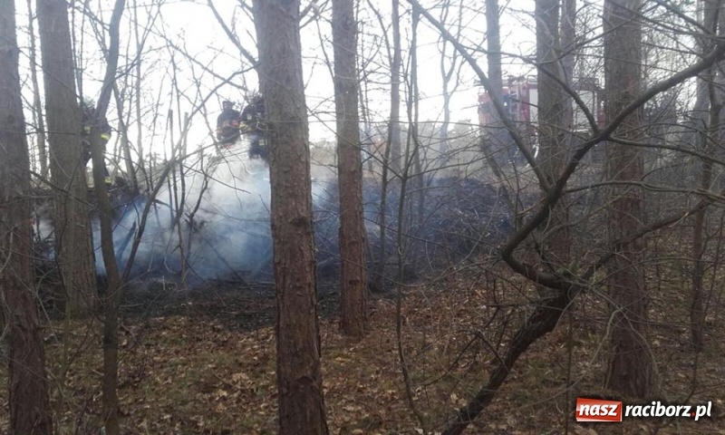 Zdjęcie w galerii na portalu naszraciborz.pl: Pożar lasu w Rudach. Do akcji zadysponowano samolot gaśniczy wiadomości z regionu