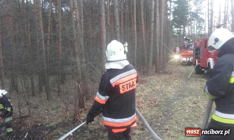 Zdjęcie w galerii na portalu naszraciborz.pl: Pożar lasu w Rudach. Do akcji zadysponowano samolot gaśniczy wiadomości z regionu