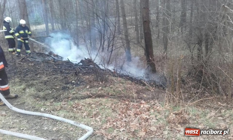 Zdjęcie w galerii na portalu naszraciborz.pl: Pożar lasu w Rudach. Do akcji zadysponowano samolot gaśniczy wiadomości z regionu