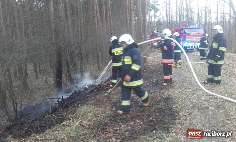 Zdjęcie w galerii na portalu naszraciborz.pl: Pożar lasu w Rudach. Do akcji zadysponowano samolot gaśniczy wiadomości z regionu