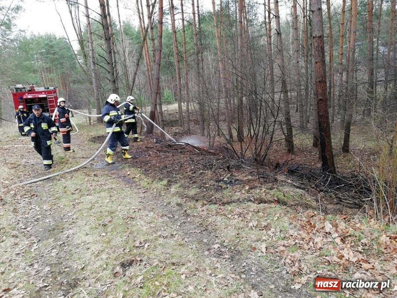 Zdjęcie w galerii na portalu naszraciborz.pl: Pożar lasu w Rudach. Do akcji zadysponowano samolot gaśniczy wiadomości z regionu