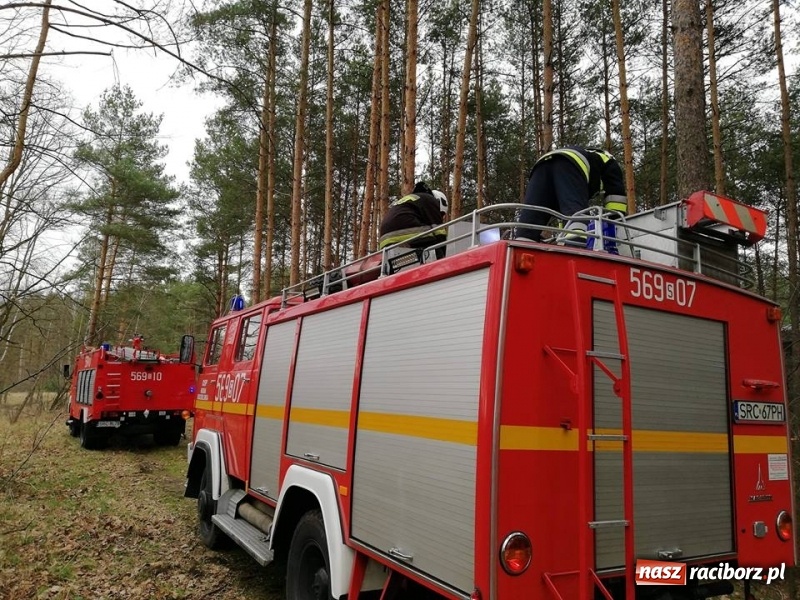 Zdjęcie w galerii na portalu naszraciborz.pl: Pożar lasu w Rudach. Do akcji zadysponowano samolot gaśniczy wiadomości z regionu