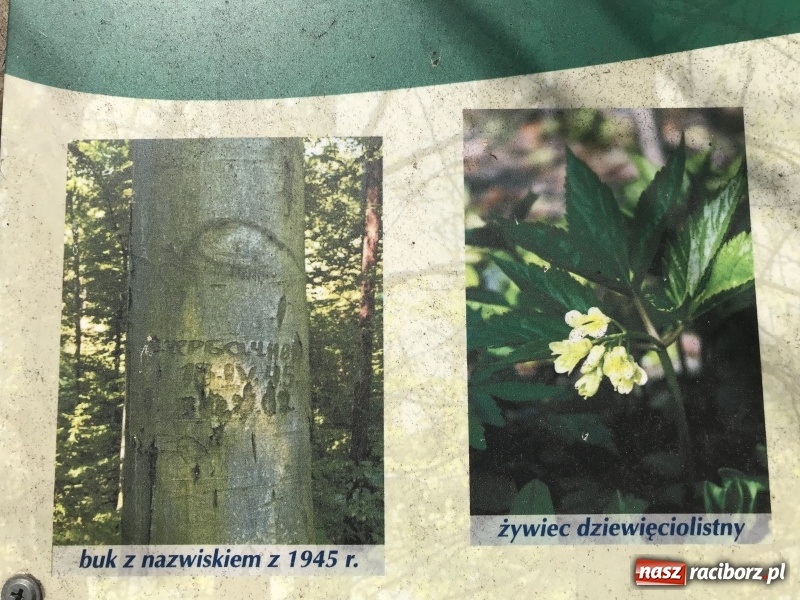 Zdjęcie w galerii na portalu naszraciborz.pl: Tajemnice II wojny światowej. Las Widok w Brzeziu FOTO i WIDEO wiadomości z regionu