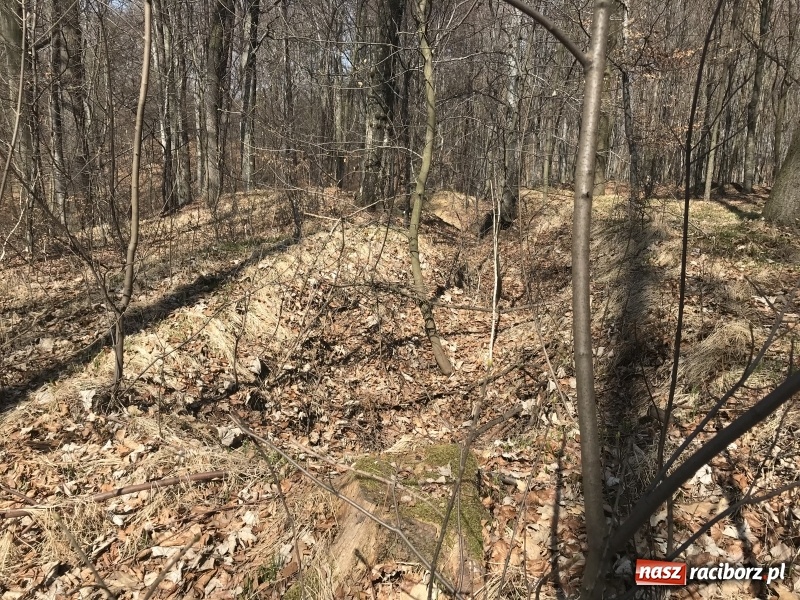 Zdjęcie w galerii na portalu naszraciborz.pl: Tajemnice II wojny światowej. Las Widok w Brzeziu FOTO i WIDEO wiadomości z regionu