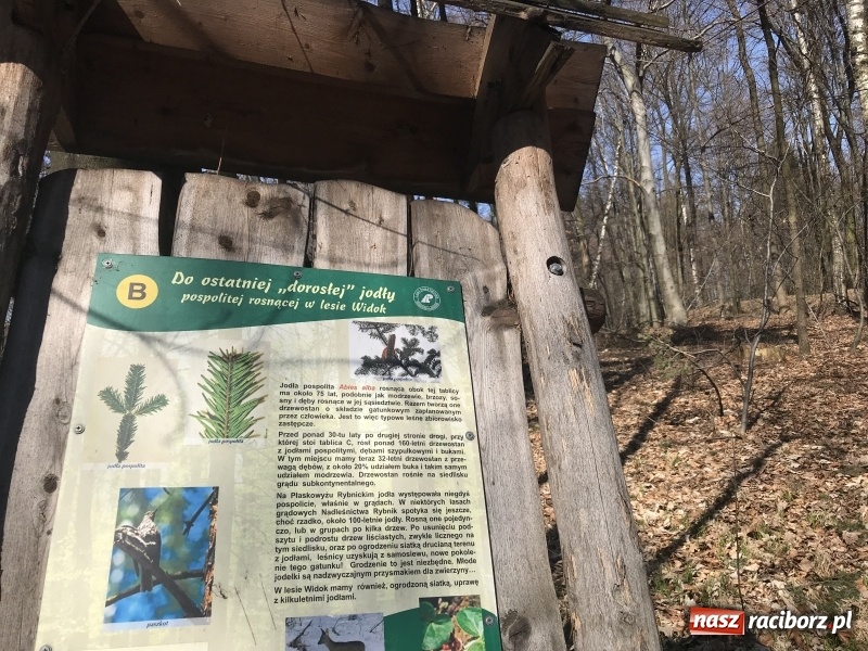 Zdjęcie w galerii na portalu naszraciborz.pl: Tajemnice II wojny światowej. Las Widok w Brzeziu FOTO i WIDEO wiadomości z regionu