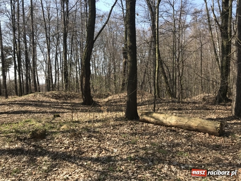 Zdjęcie w galerii na portalu naszraciborz.pl: Tajemnice II wojny światowej. Las Widok w Brzeziu FOTO i WIDEO wiadomości z regionu