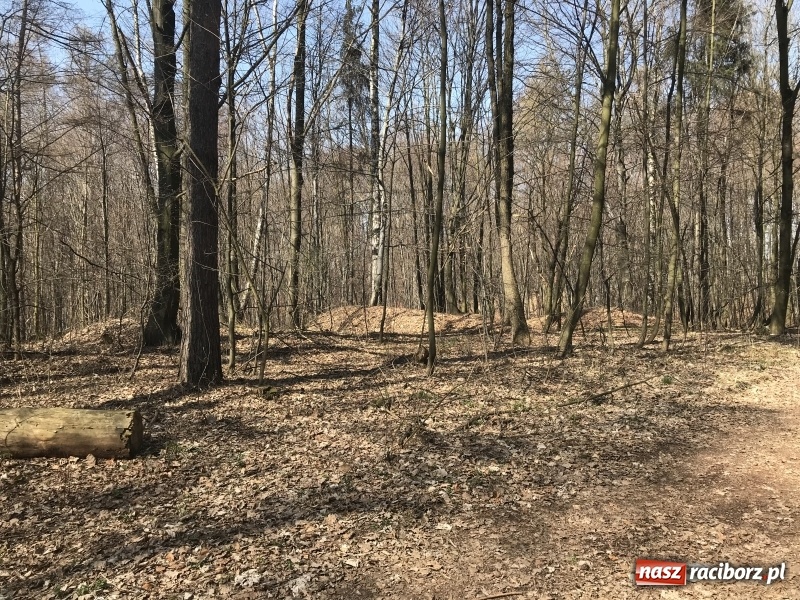 Zdjęcie w galerii na portalu naszraciborz.pl: Tajemnice II wojny światowej. Las Widok w Brzeziu FOTO i WIDEO wiadomości z regionu