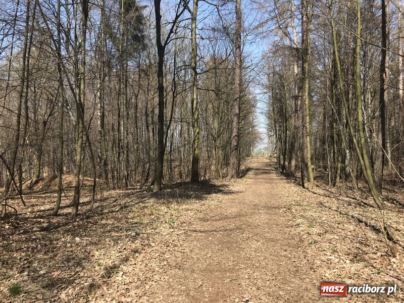 Zdjęcie w galerii na portalu naszraciborz.pl: Tajemnice II wojny światowej. Las Widok w Brzeziu FOTO i WIDEO wiadomości z regionu