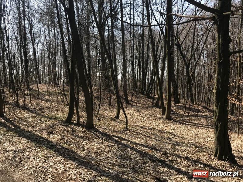 Zdjęcie w galerii na portalu naszraciborz.pl: Tajemnice II wojny światowej. Las Widok w Brzeziu FOTO i WIDEO wiadomości z regionu