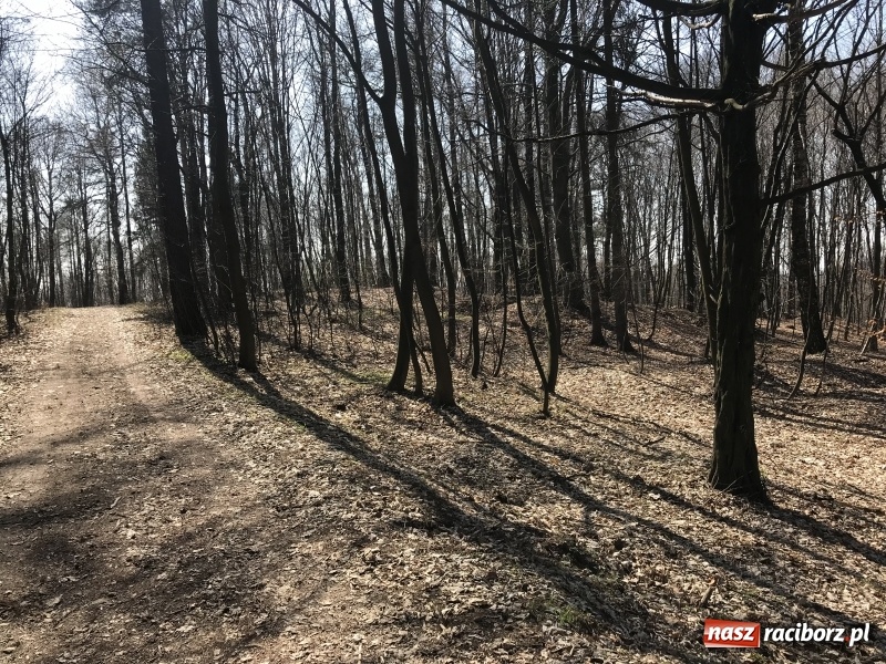 Zdjęcie w galerii na portalu naszraciborz.pl: Tajemnice II wojny światowej. Las Widok w Brzeziu FOTO i WIDEO wiadomości z regionu