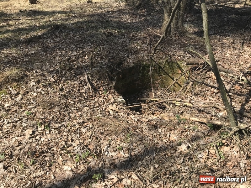 Zdjęcie w galerii na portalu naszraciborz.pl: Tajemnice II wojny światowej. Las Widok w Brzeziu FOTO i WIDEO wiadomości z regionu