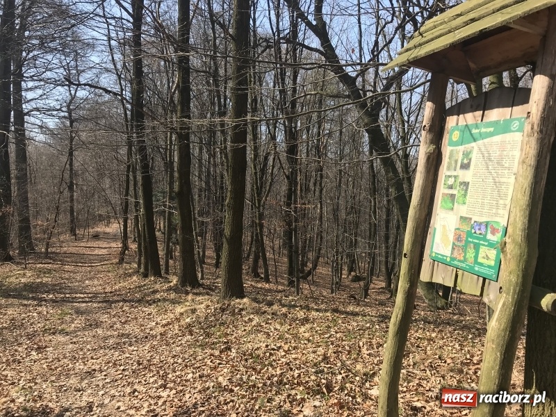 Zdjęcie w galerii na portalu naszraciborz.pl: Tajemnice II wojny światowej. Las Widok w Brzeziu FOTO i WIDEO wiadomości z regionu