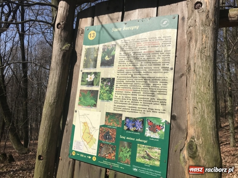 Zdjęcie w galerii na portalu naszraciborz.pl: Tajemnice II wojny światowej. Las Widok w Brzeziu FOTO i WIDEO wiadomości z regionu