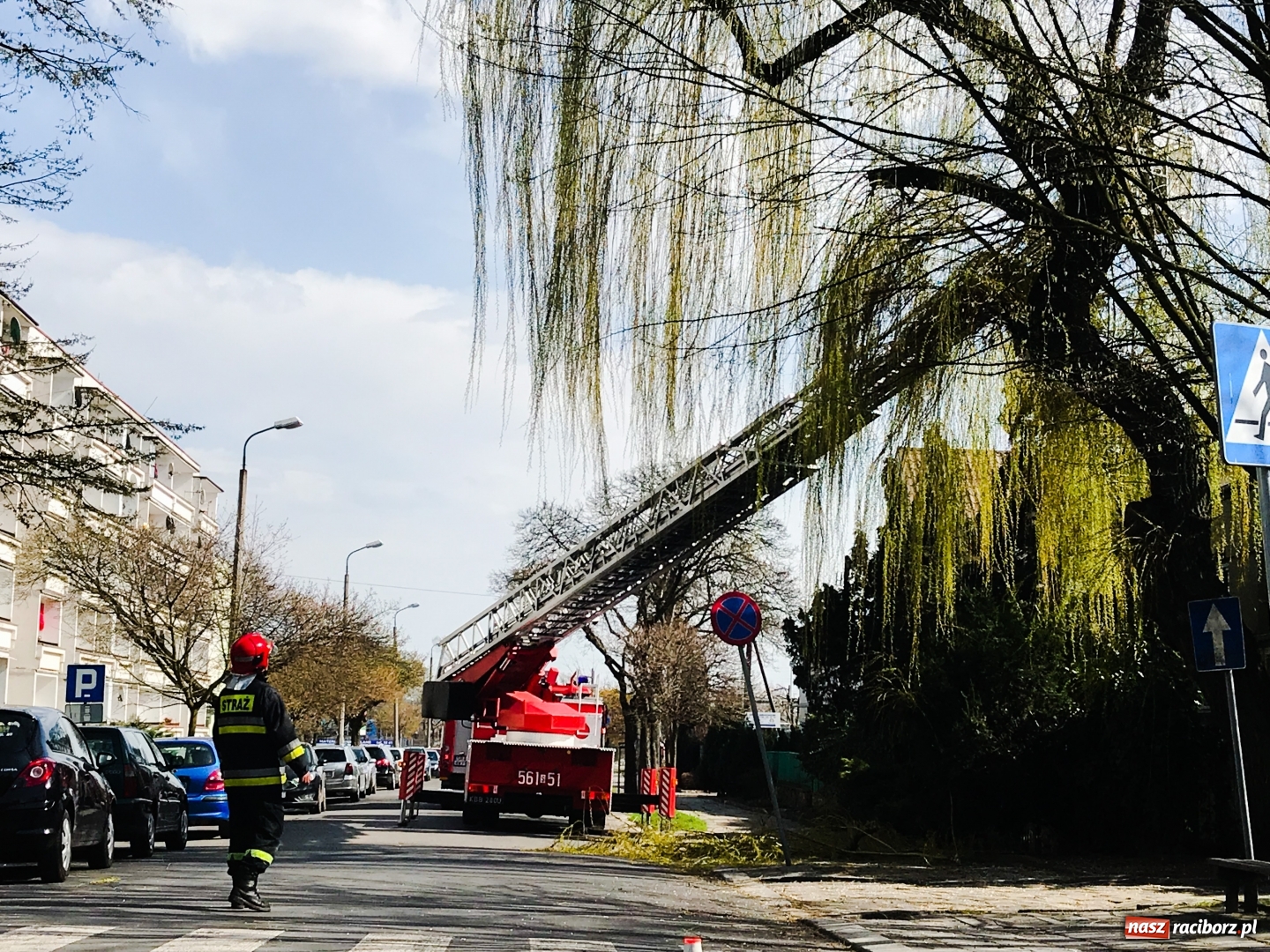 Zdjęcie w galerii na portalu naszraciborz.pl: Nadłamany konar i zaplątany ptak wiadomości z regionu