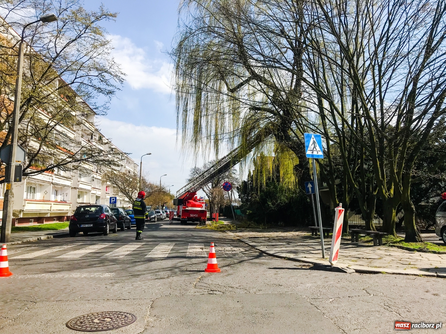 Zdjęcie w galerii na portalu naszraciborz.pl: Nadłamany konar i zaplątany ptak wiadomości z regionu