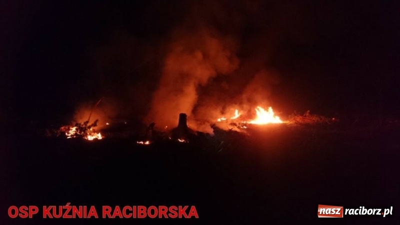 Zdjęcie w galerii na portalu naszraciborz.pl: Pożar lasu w Kuźni. Z ogniem walczyło osiem zastępów wiadomości z regionu