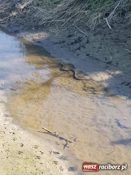 Zdjęcie w galerii na portalu naszraciborz.pl: Zamiast do pożaru pojechali do węża w oczku wodnym FOTO wiadomości z regionu