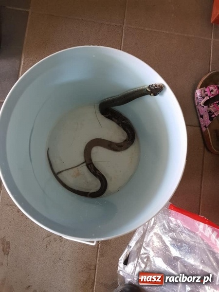 Zdjęcie w galerii na portalu naszraciborz.pl: Zamiast do pożaru pojechali do węża w oczku wodnym FOTO wiadomości z regionu